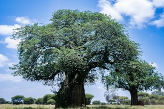a large tree in a field