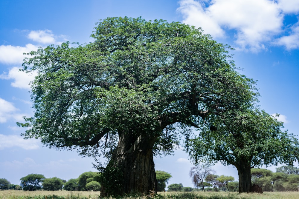 a large tree in a field