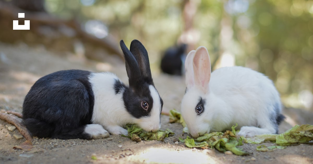 A couple of rabbits photo – Free Iran Image on Unsplash