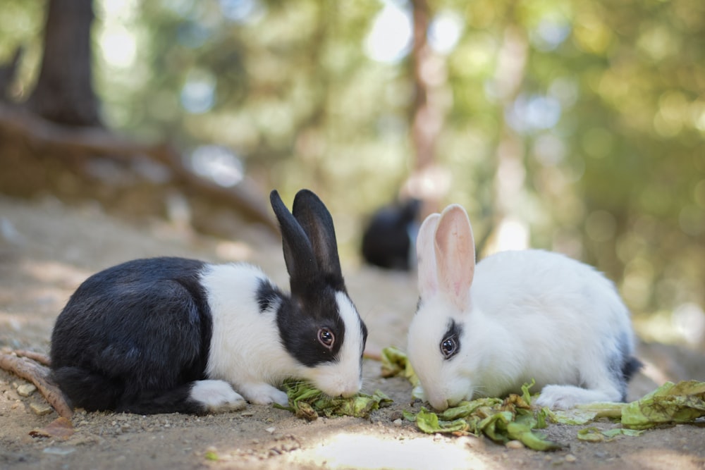 a couple of rabbits