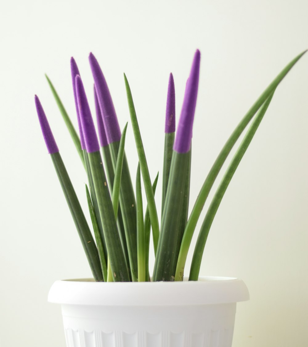 a pot of purple flowers