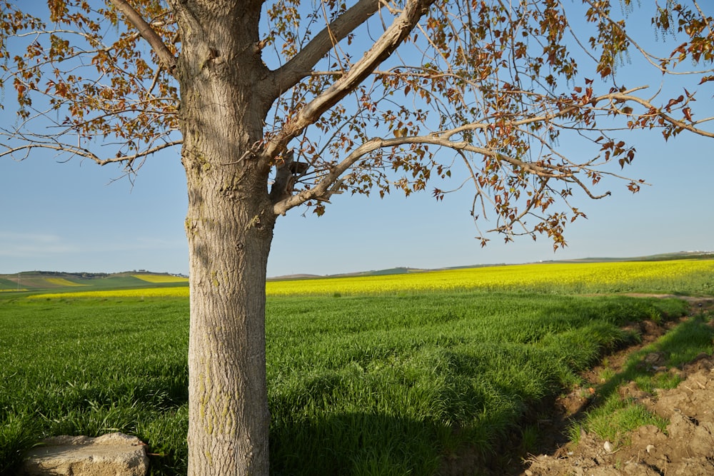 Ein Baum auf einem Feld