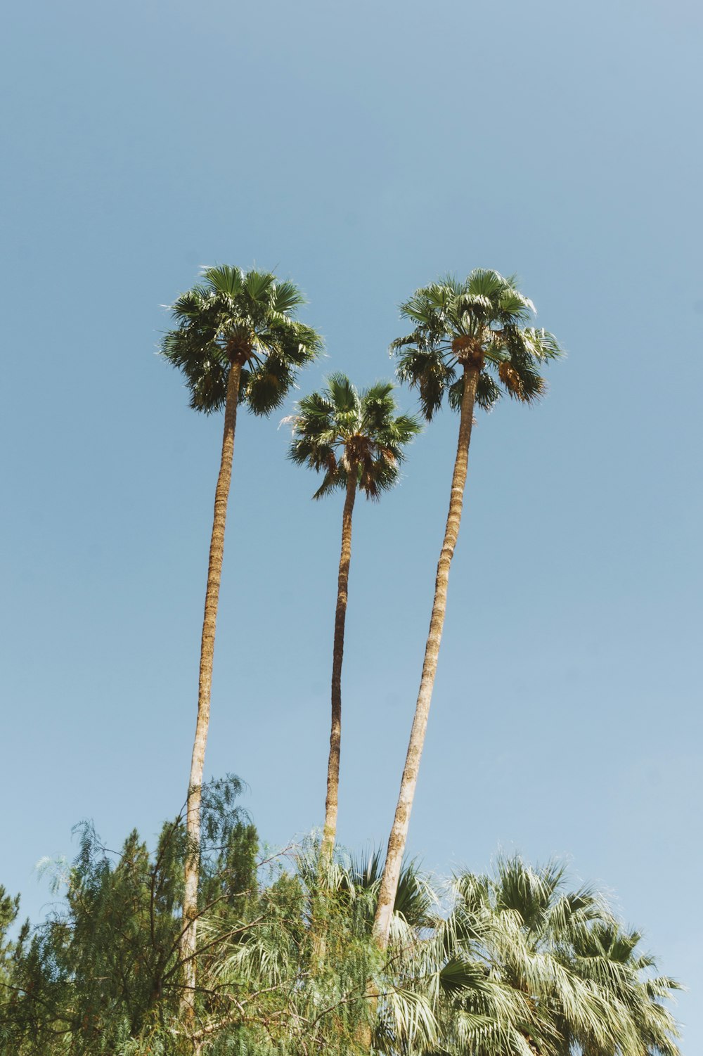 a group of palm trees