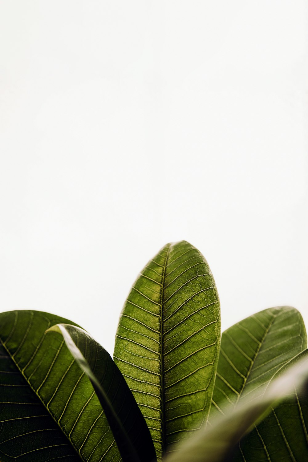 a close-up of some green leaves