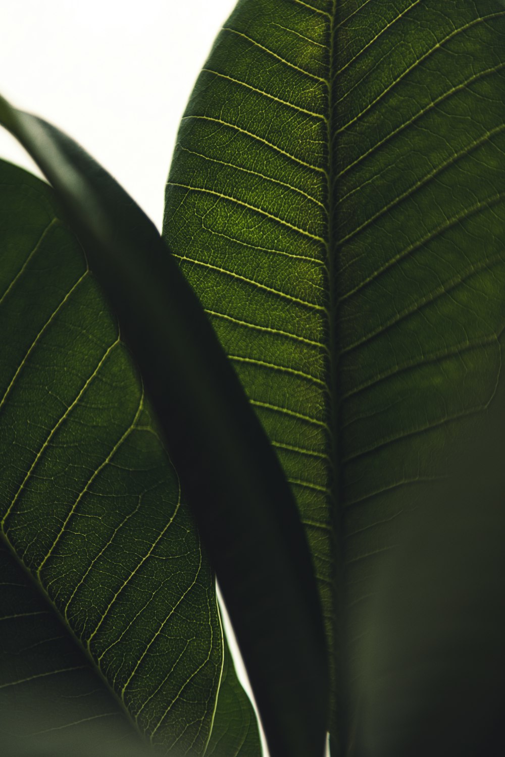 a close-up of a green tie