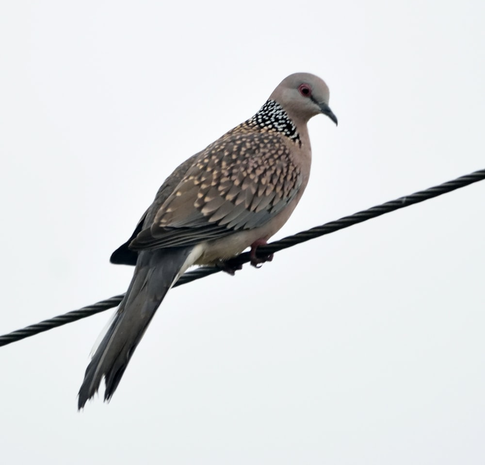 a bird on a pole