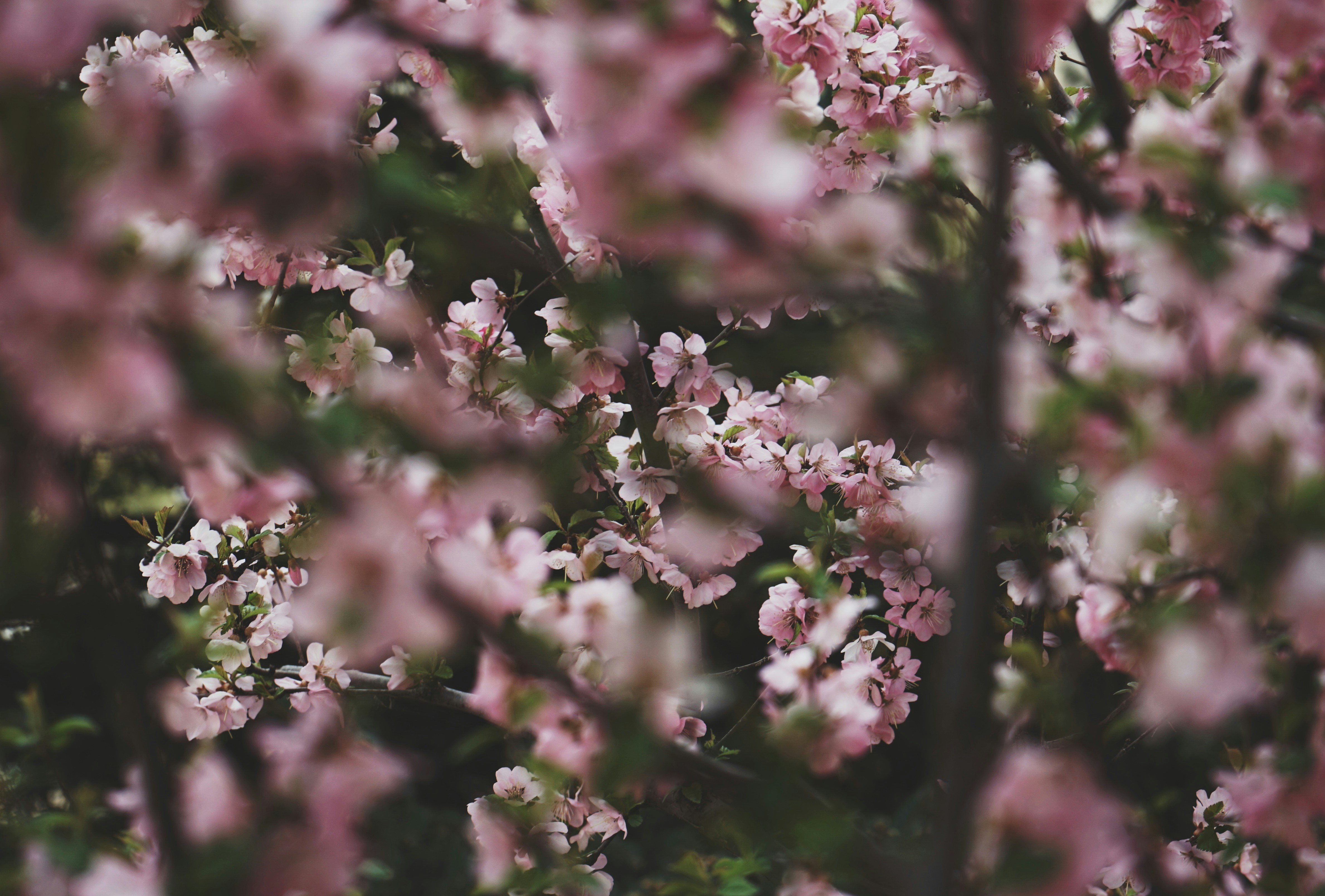 Photo by judahwester