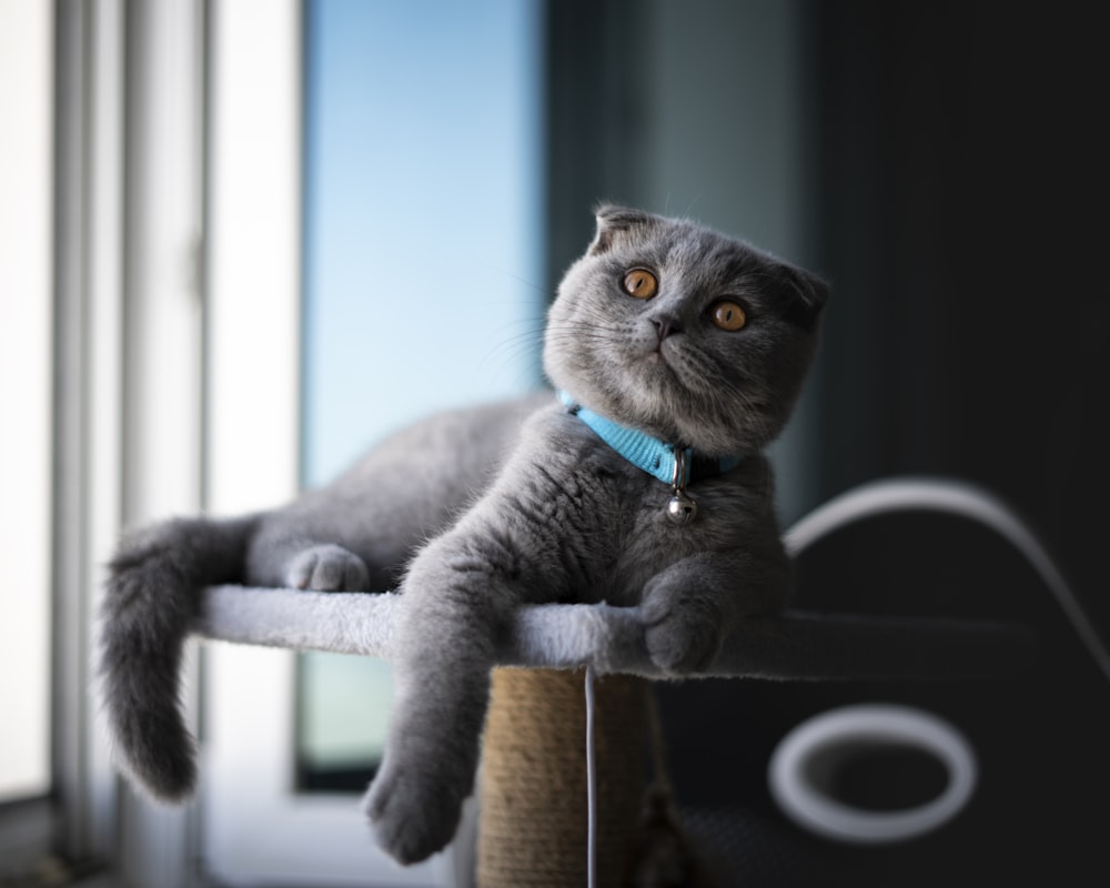 a cat sitting on a chair