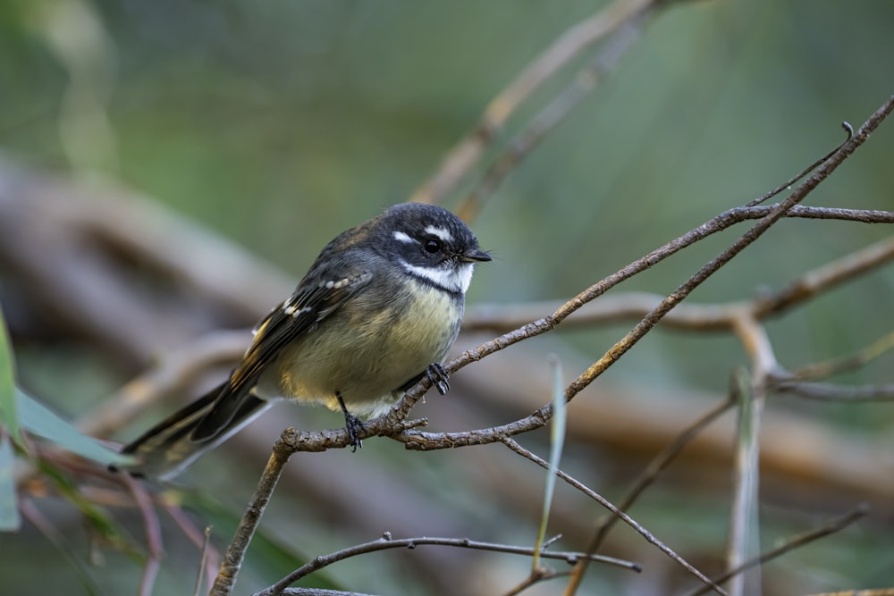 a small bird sits on a branch