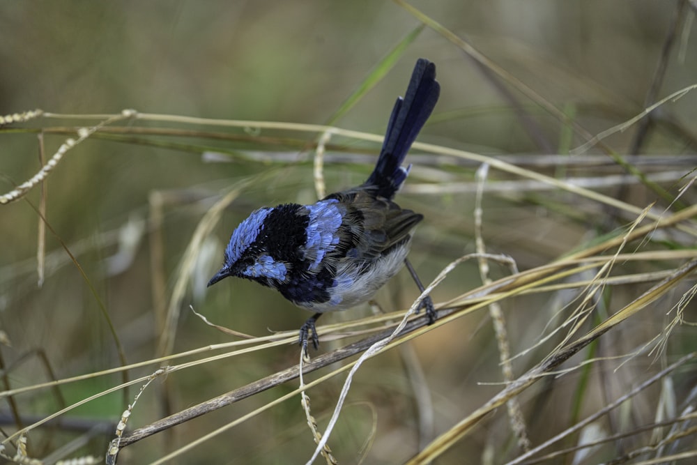 a bird on a branch