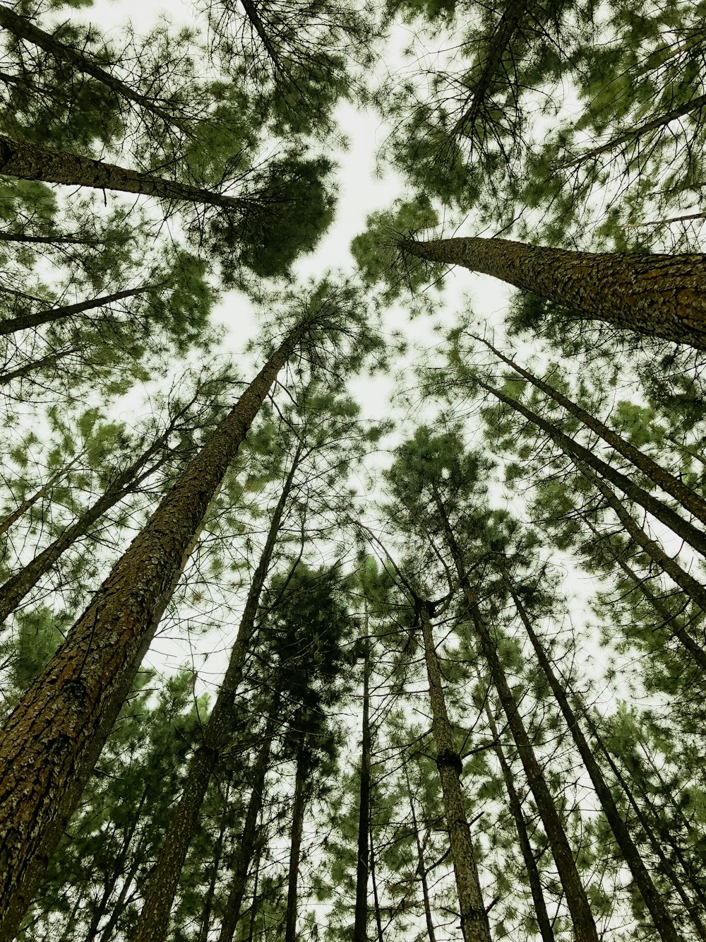 looking up at tall trees
