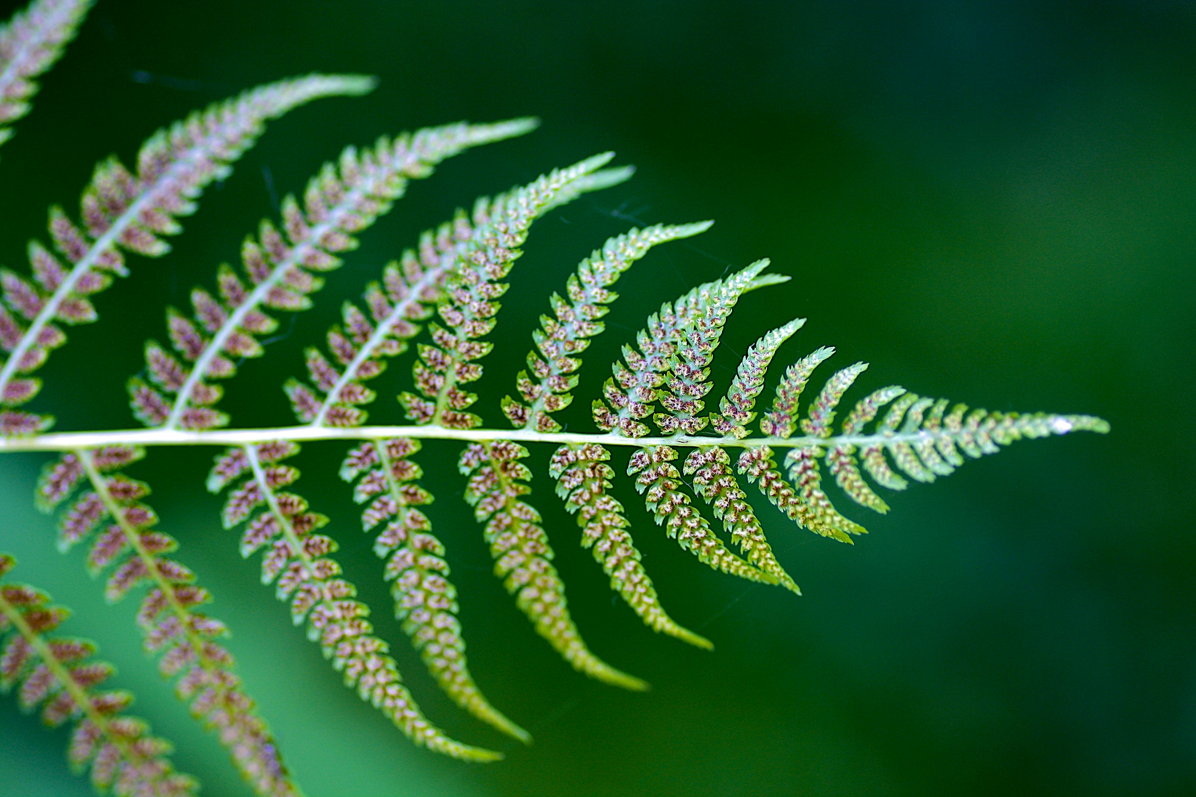 a close-up of a plant