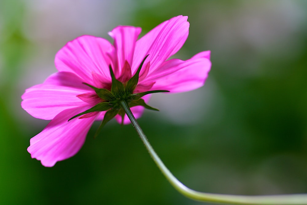 a close up of a flower