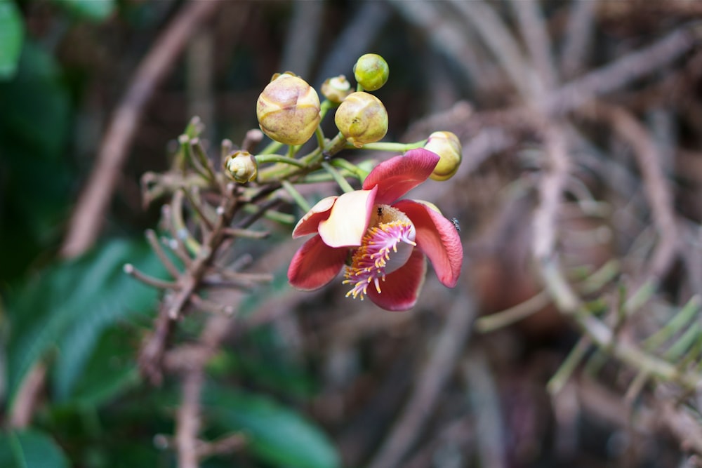 a close up of a flower