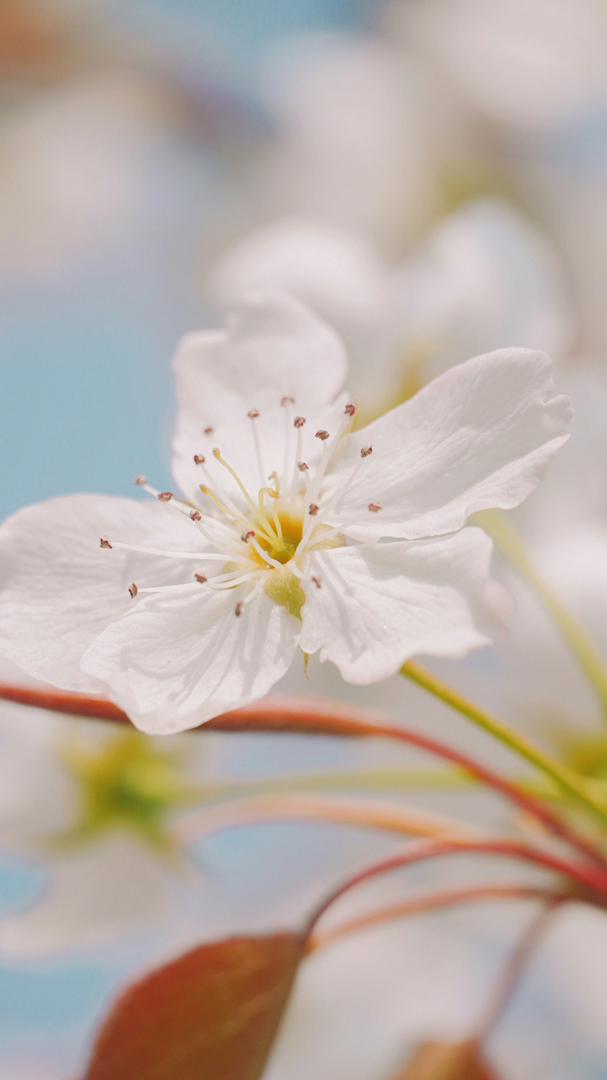 Photo by fenmeihandai