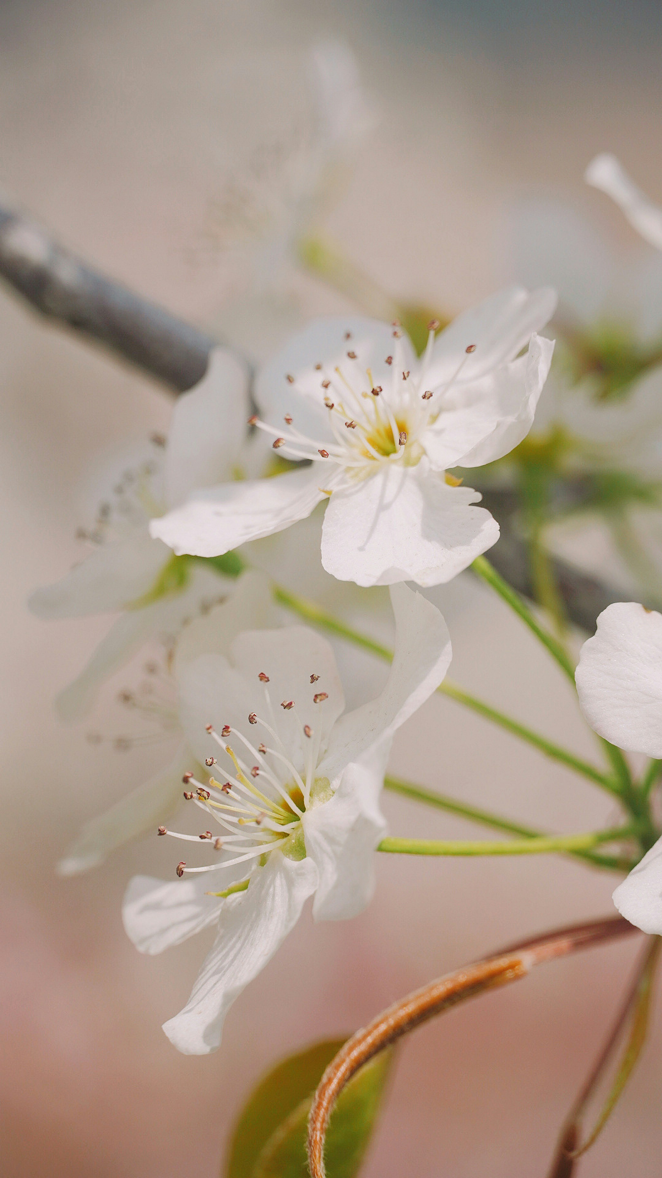 Photo by fenmeihandai