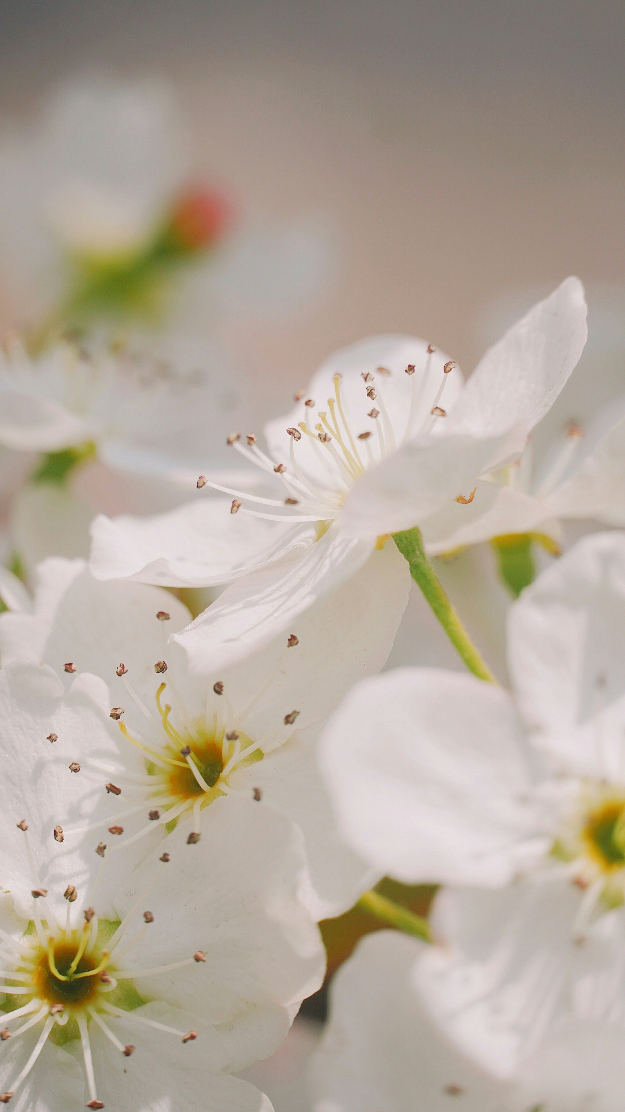 Photo by fenmeihandai