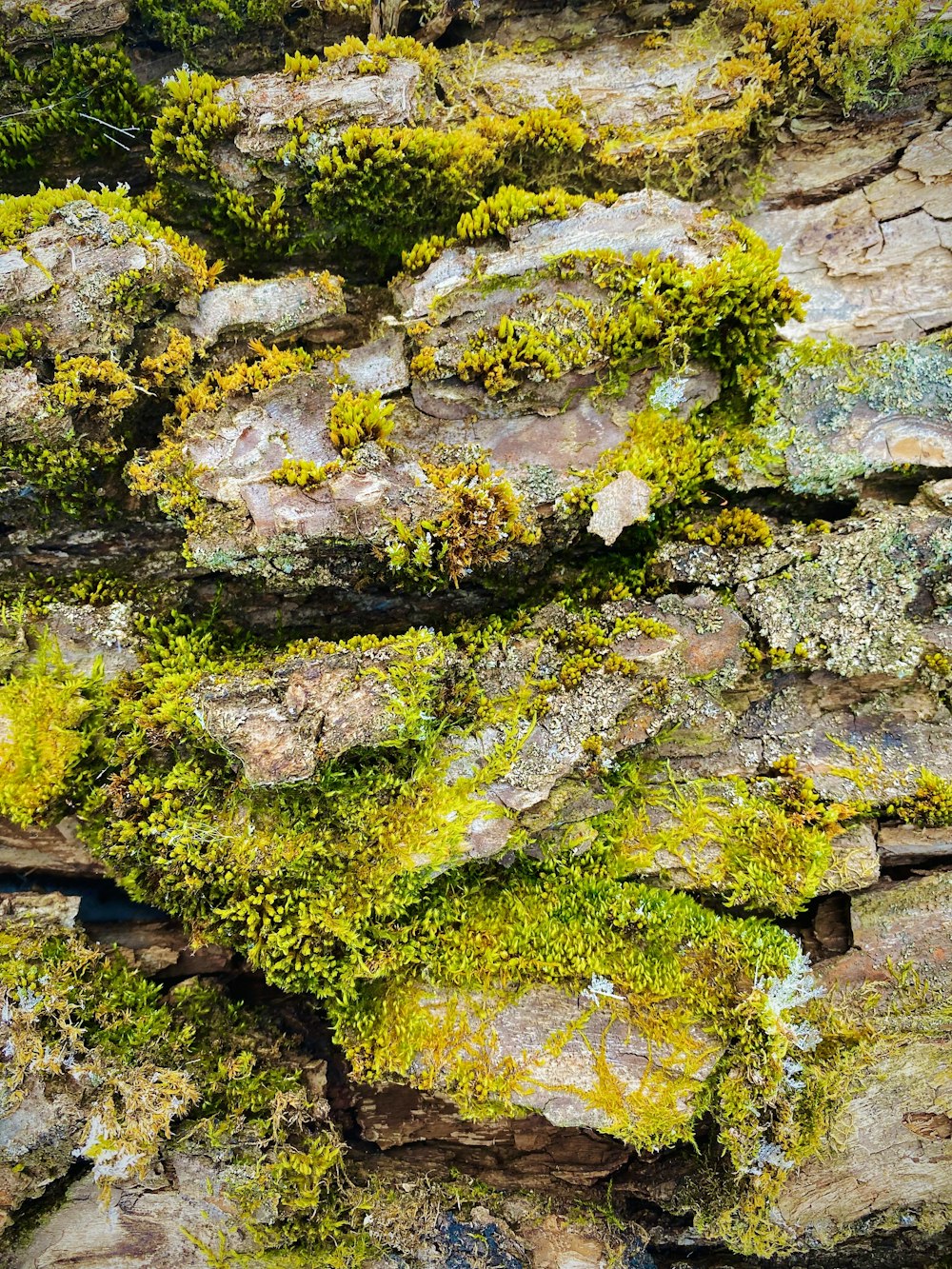 moss on a rock