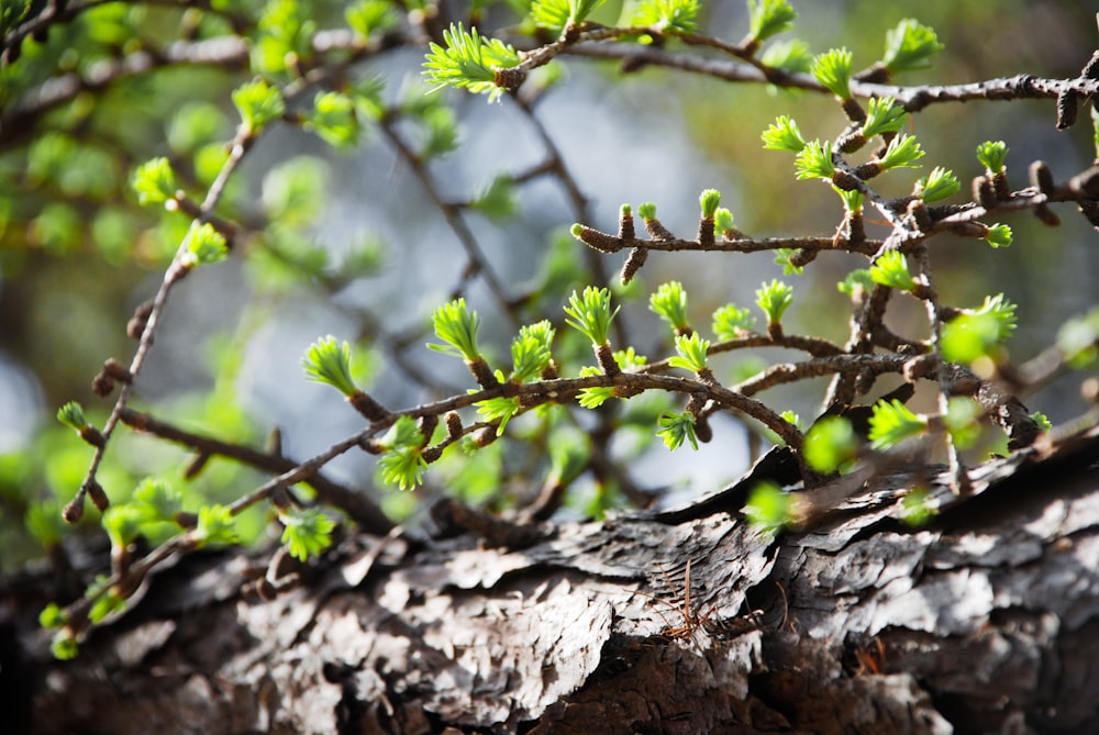 a tree branch with leaves