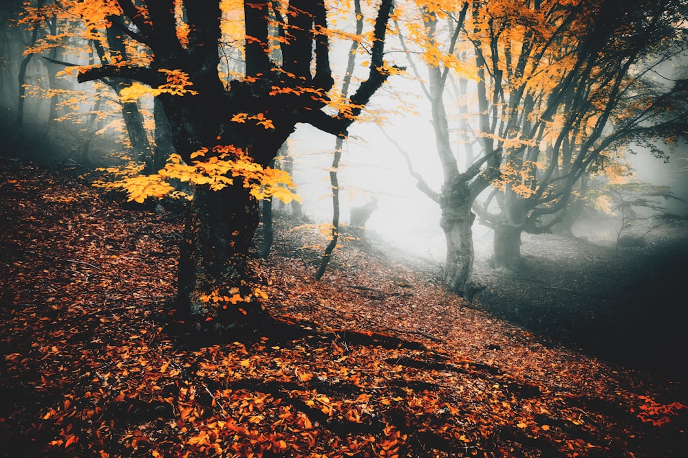 a path with trees on either side