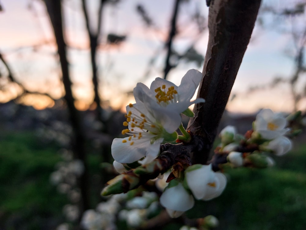 a close up of a flower