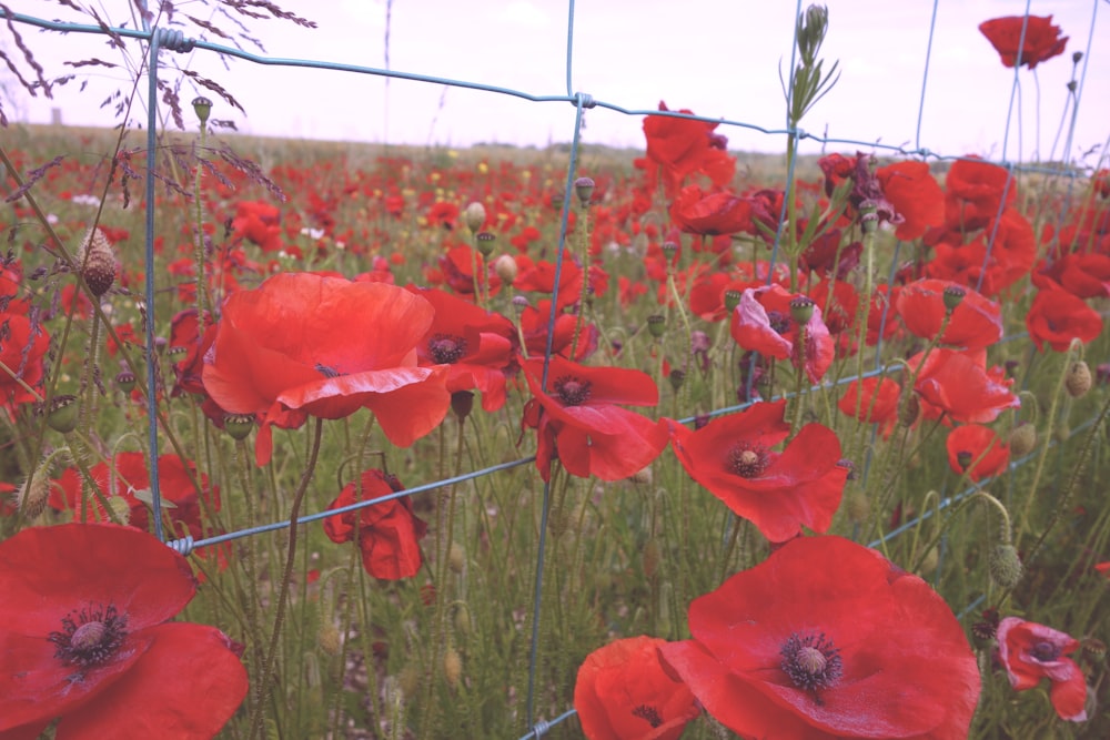 Un campo de flores rojas