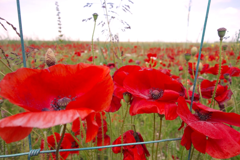 a group of red flowers