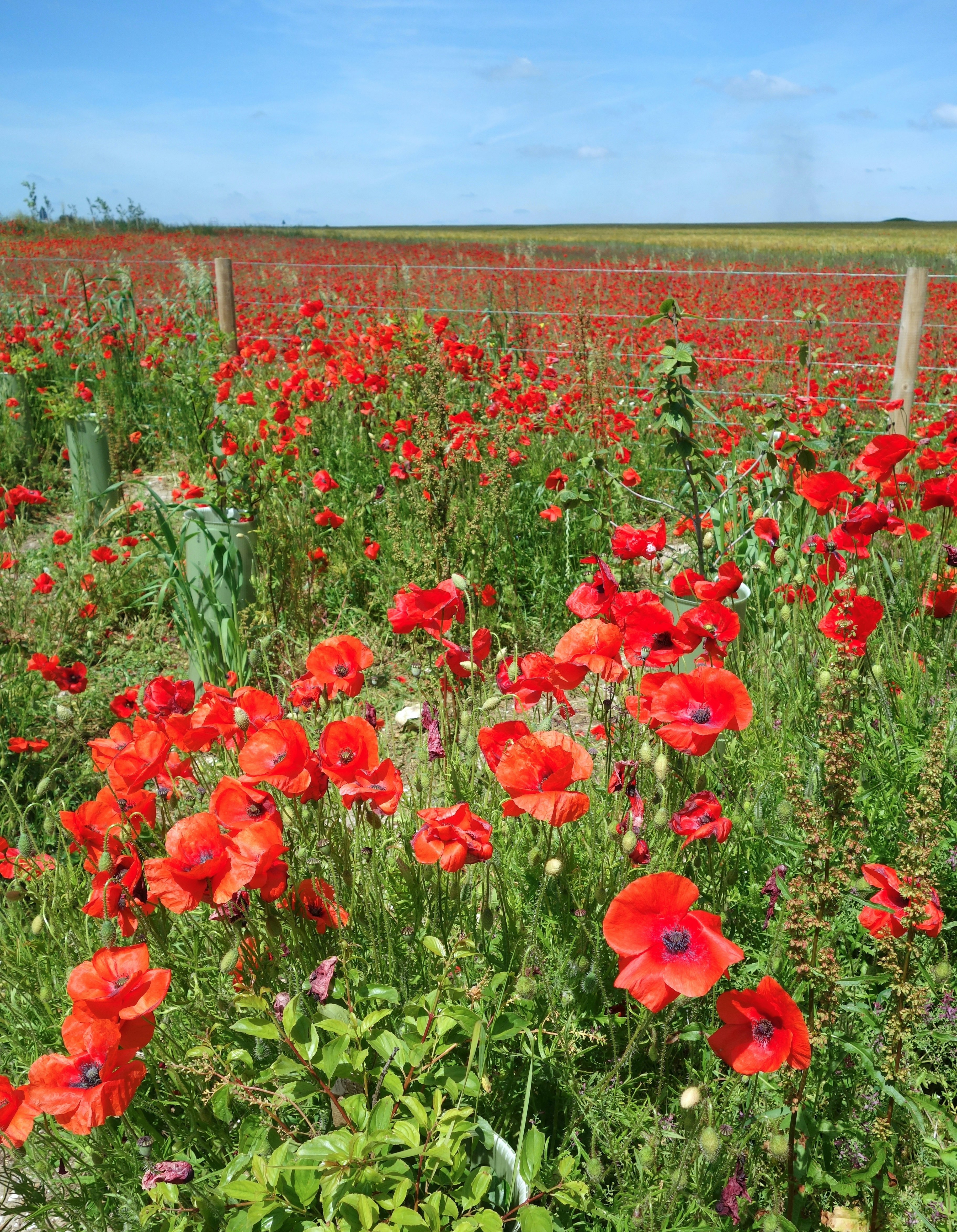 a field of red flowers