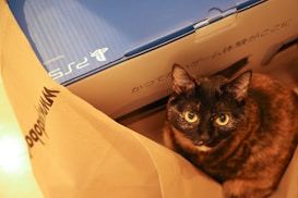 A tortoiseshell cat with wide eyes sits beside a PlayStation 5 box, surrounded by a shopping bag. The cat appears curious, with its gaze directed upward. The scene is warmly lit, casting a cozy atmosphere over the brown and black fur of the cat and the blue and white box.