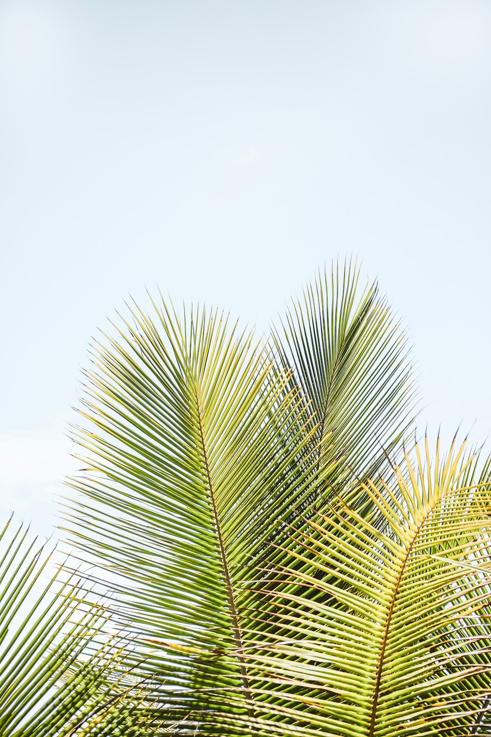 a close up of a plant