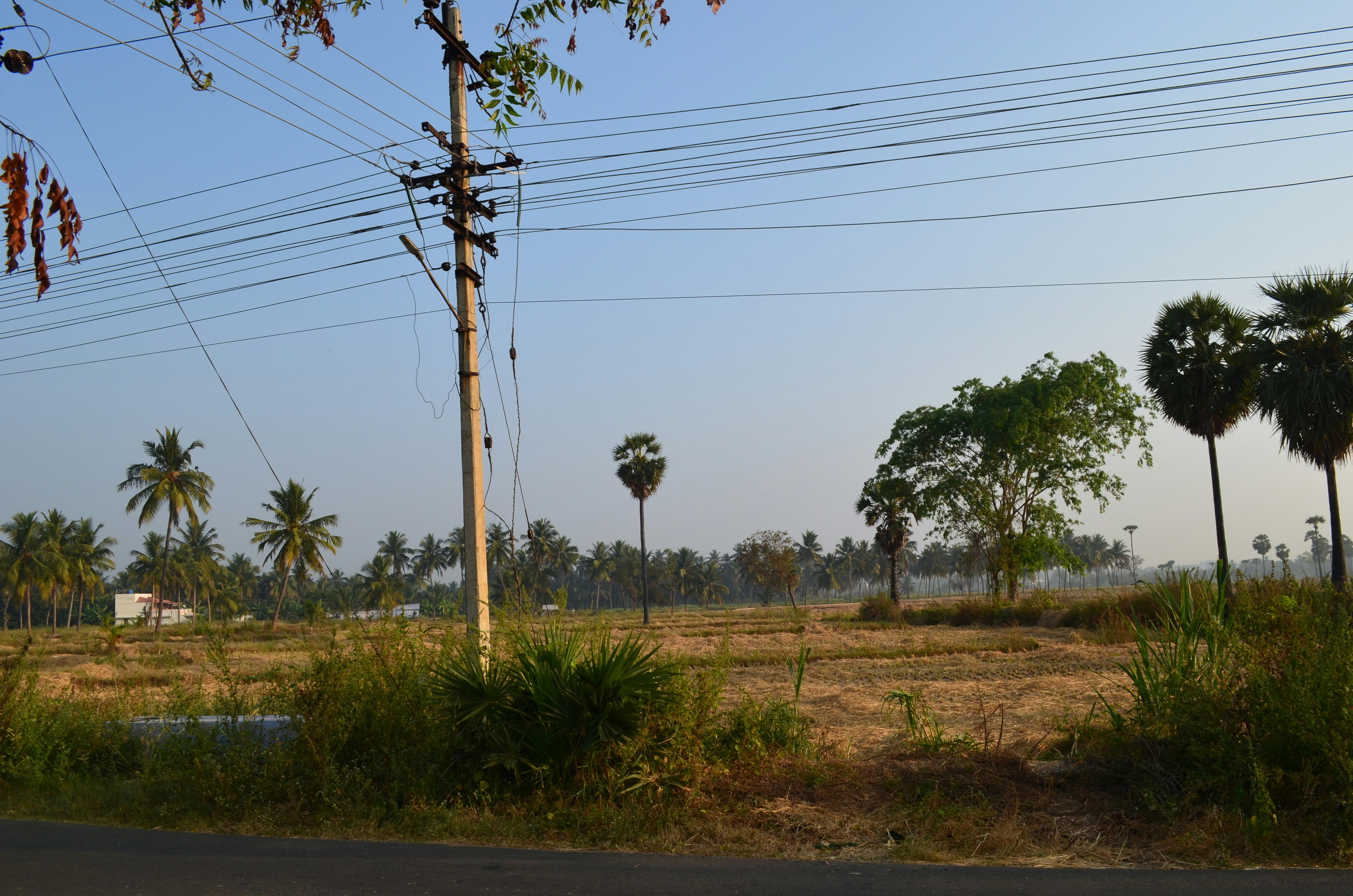 a field with trees and grass