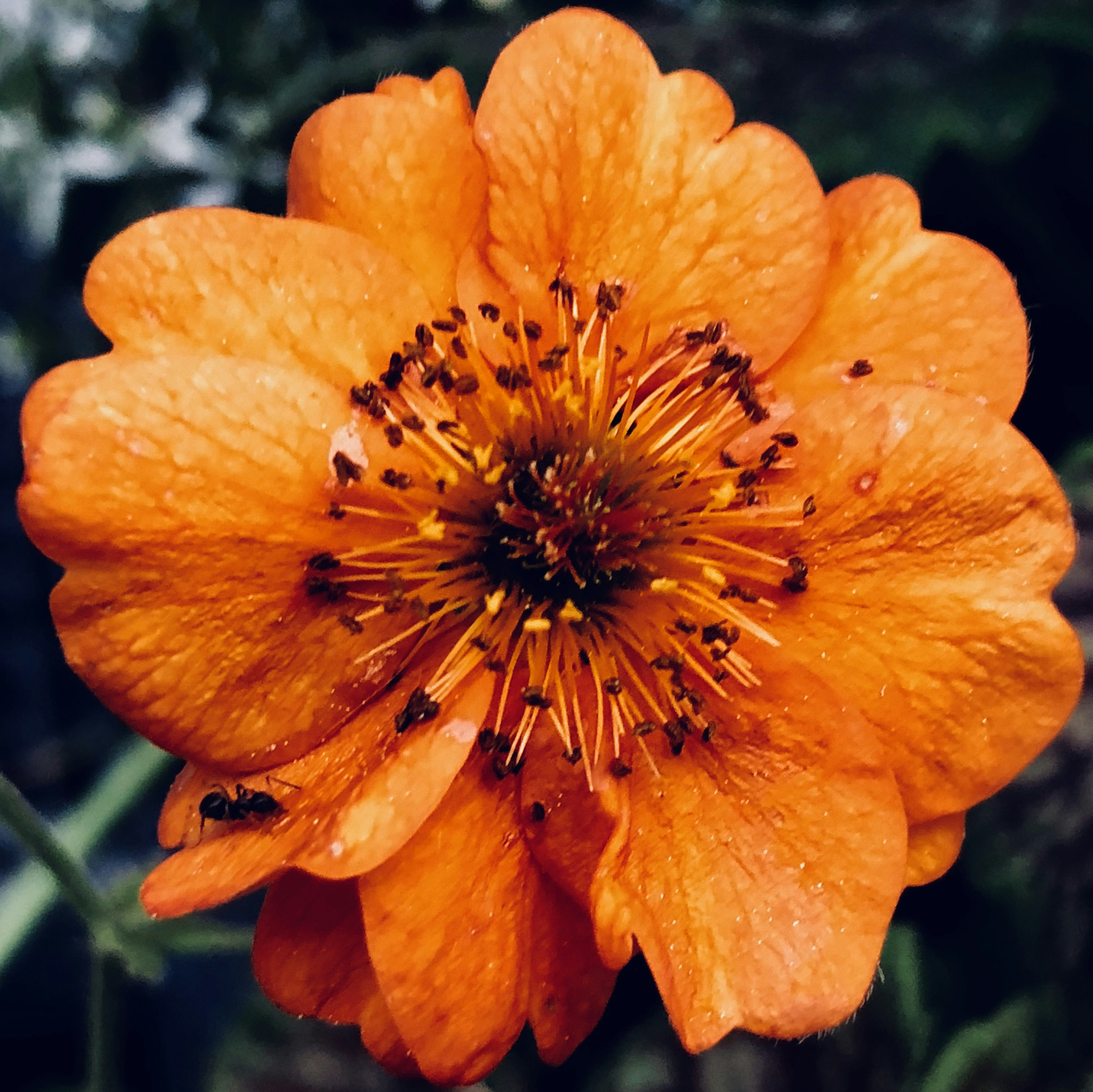 a close up of a flower