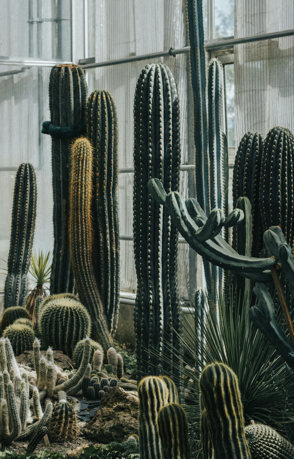 a group of cactus in a room