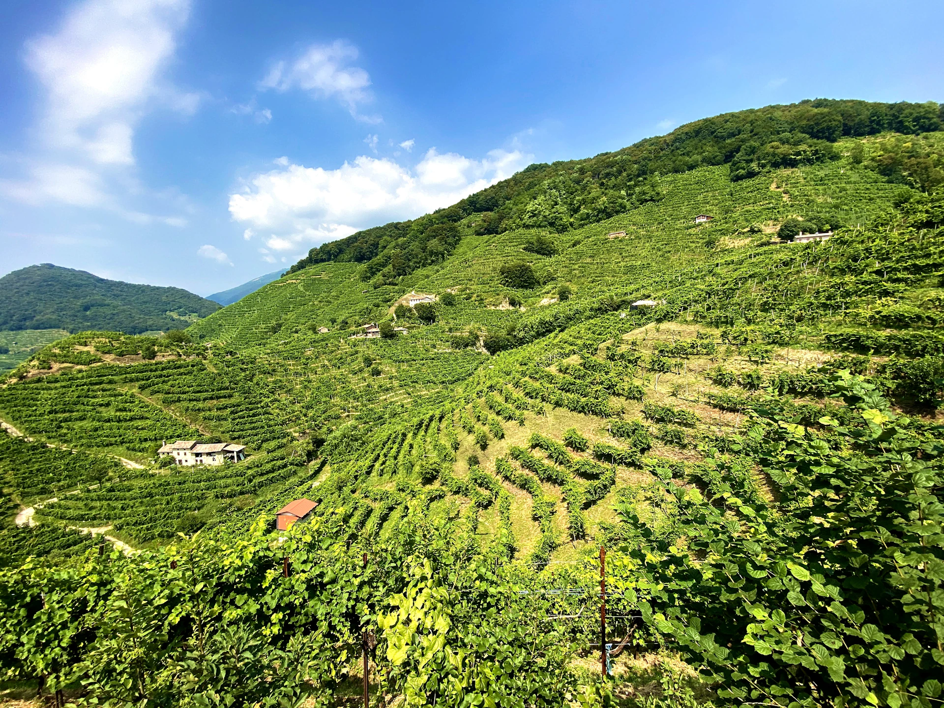 a green hillside with trees