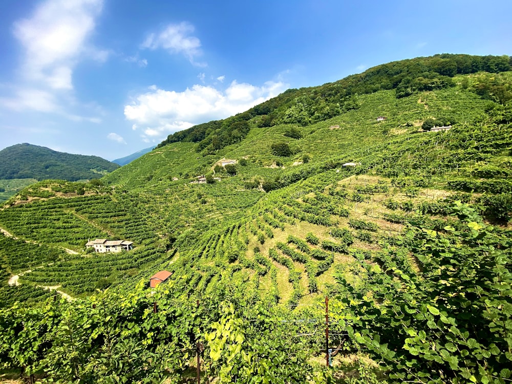 a green hillside with trees