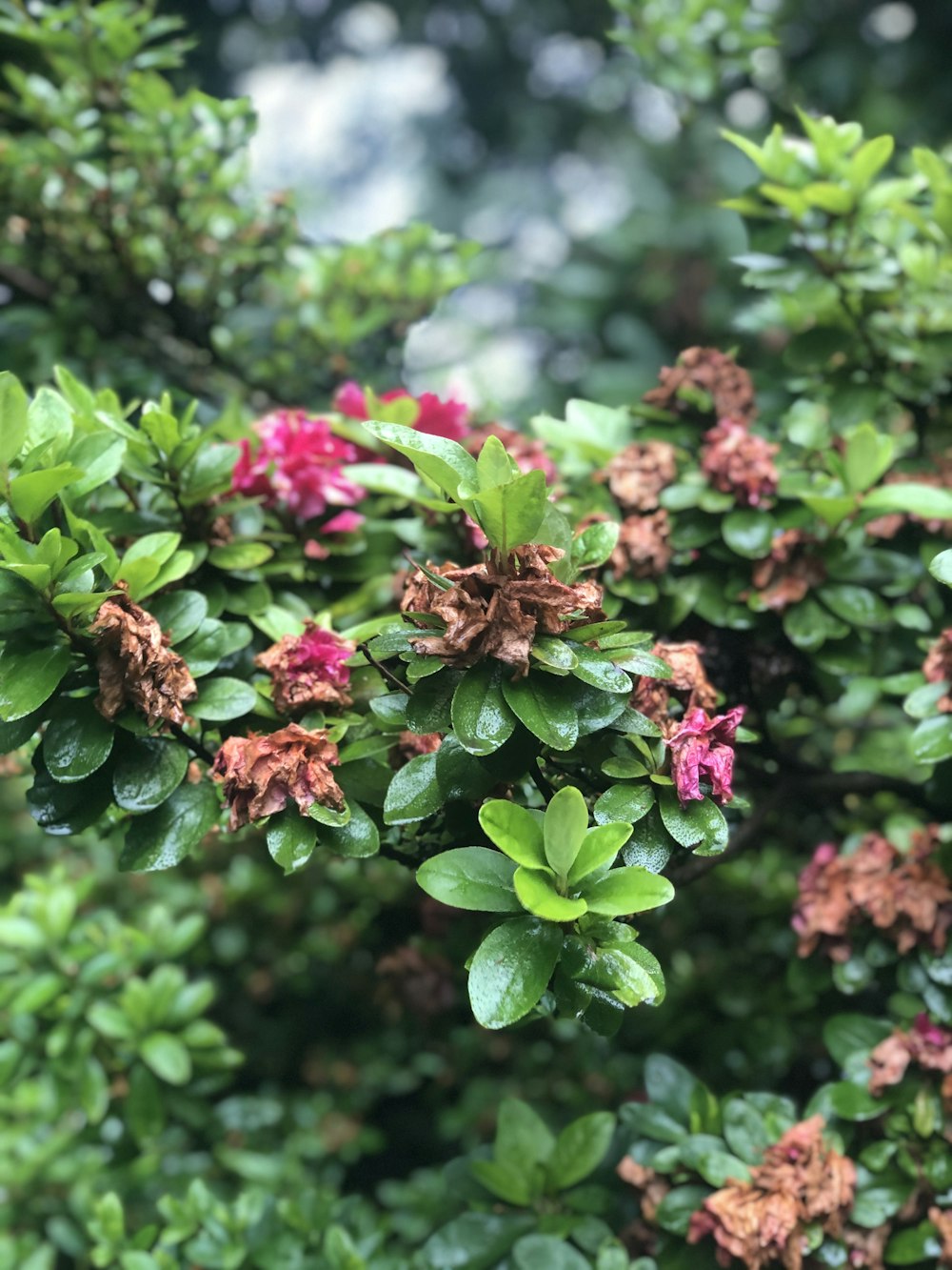 a close up of a plant