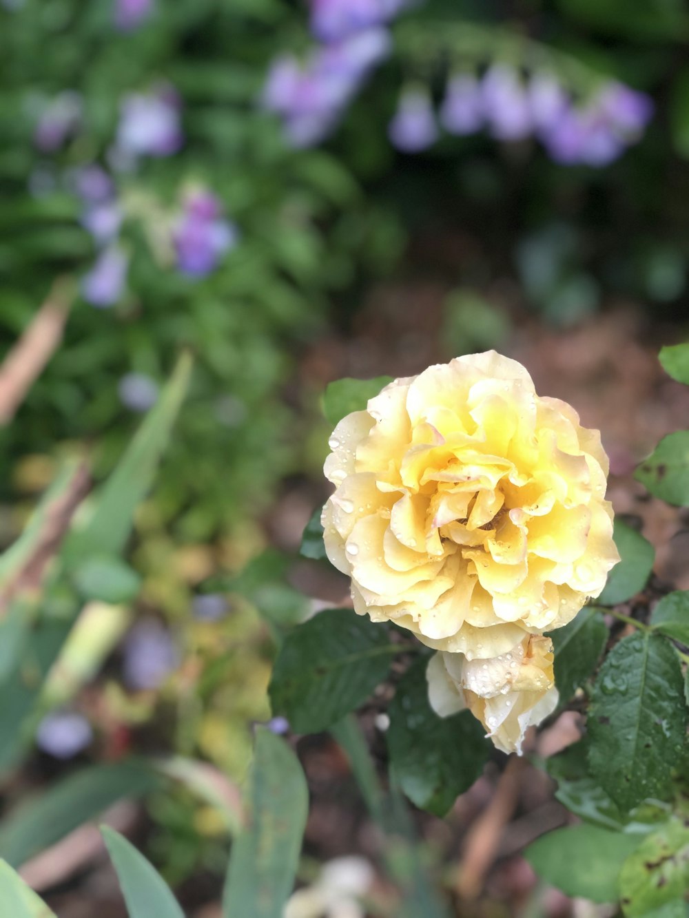 a yellow flower with green leaves