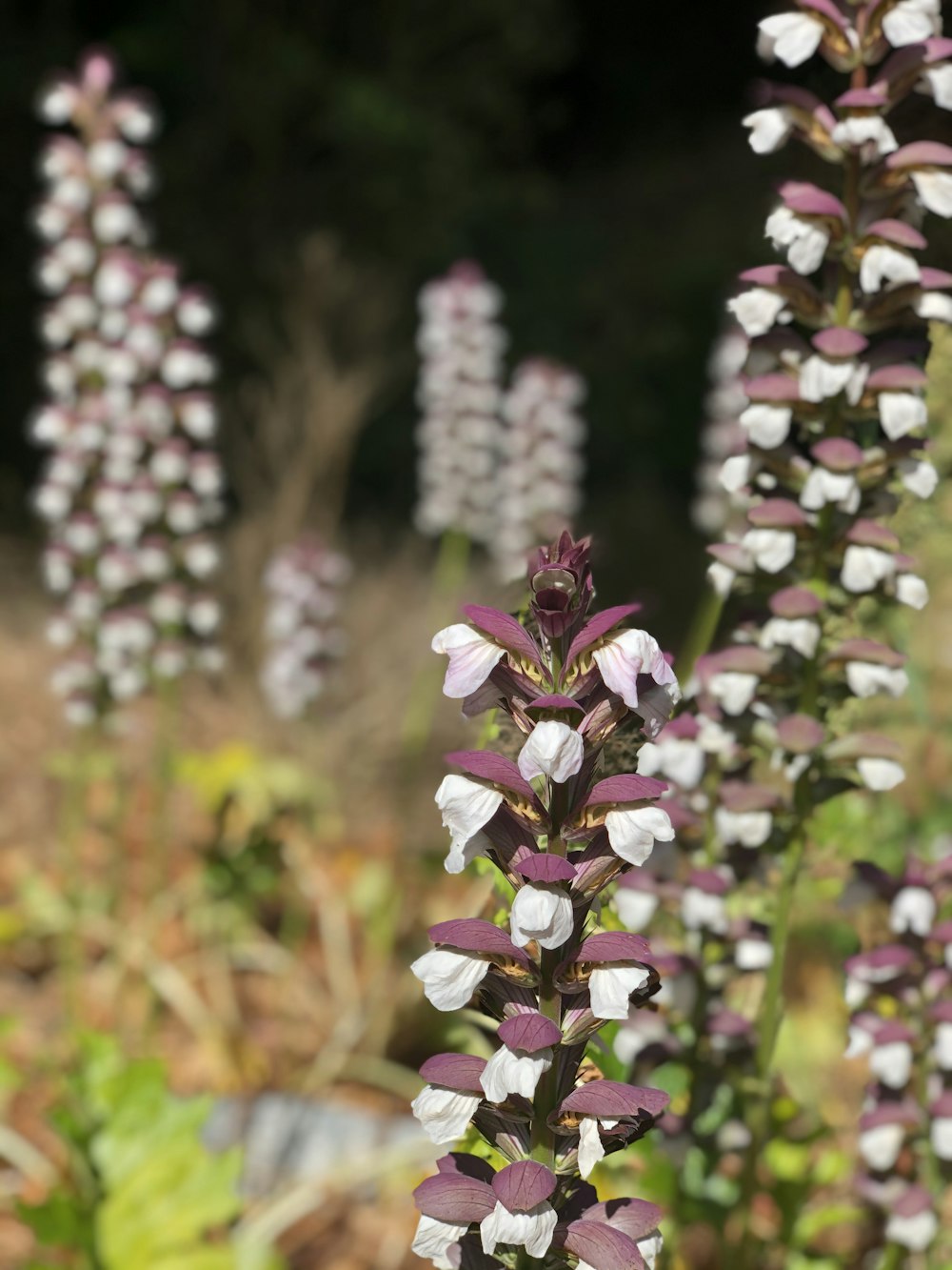 close-up of a flower