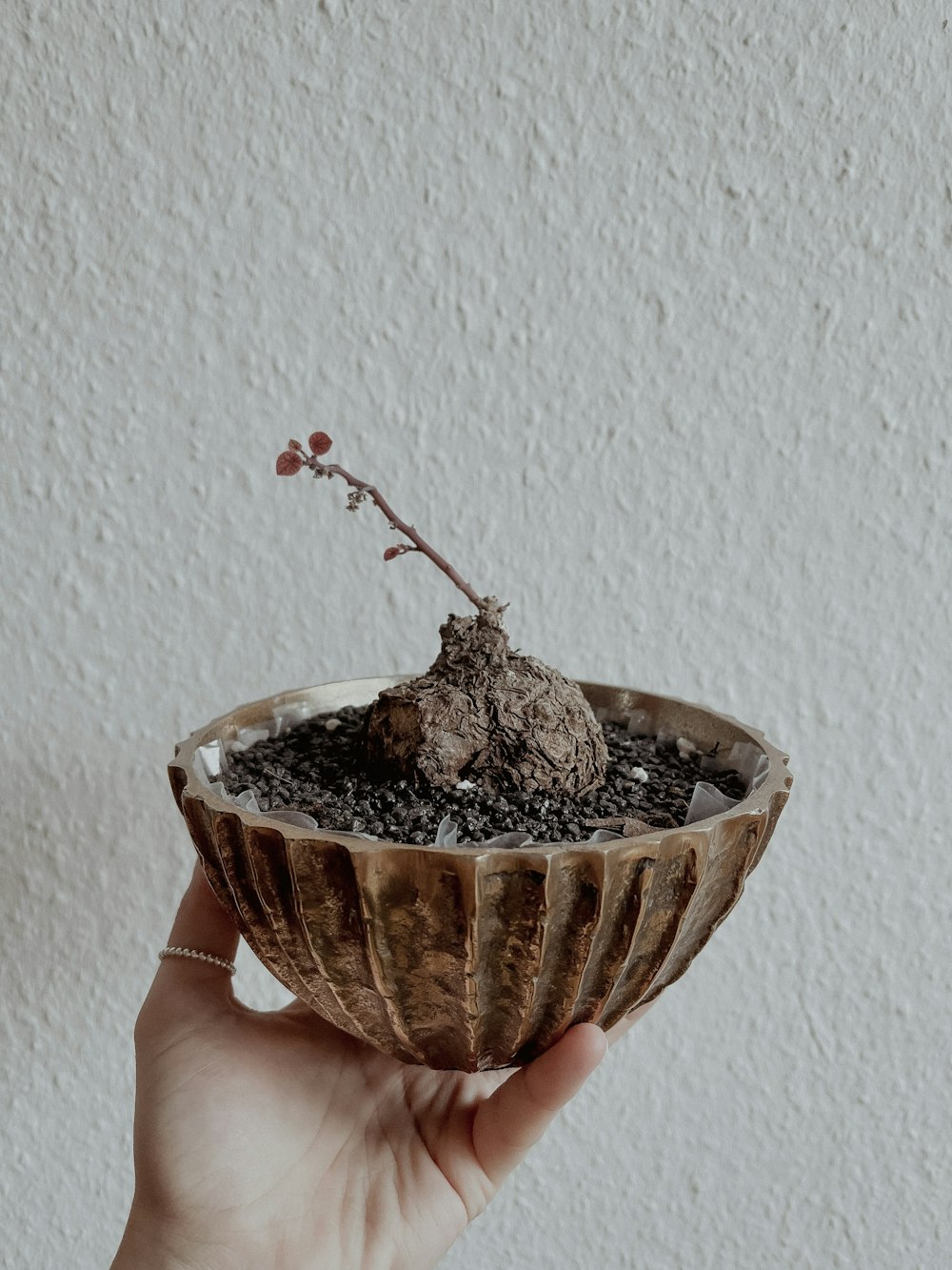 a hand holding a cupcake