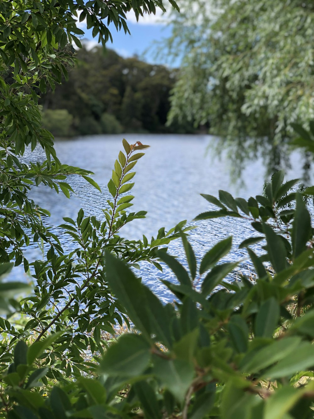 a body of water with plants around it