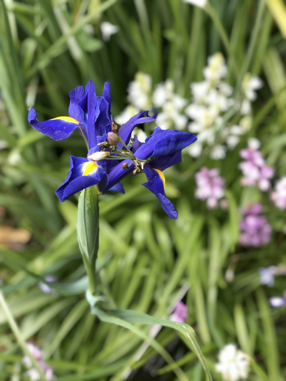 a close up of a flower