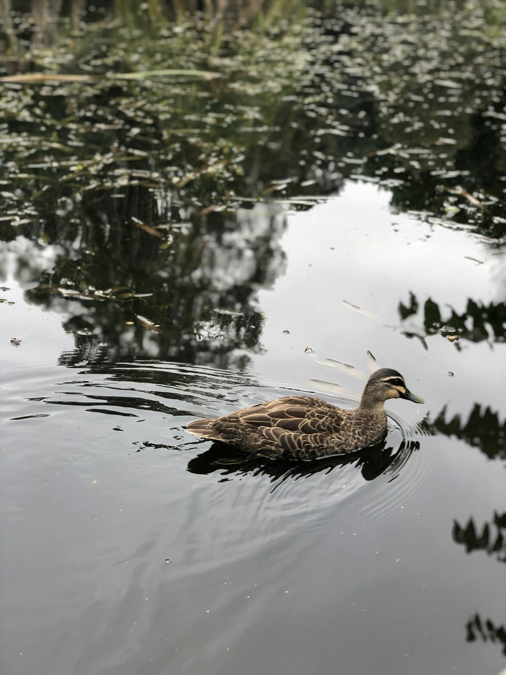 a duck swimming in a pond