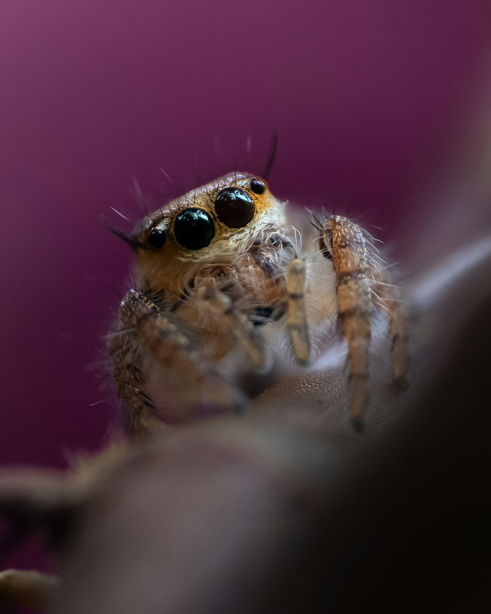 a spider with large eyes