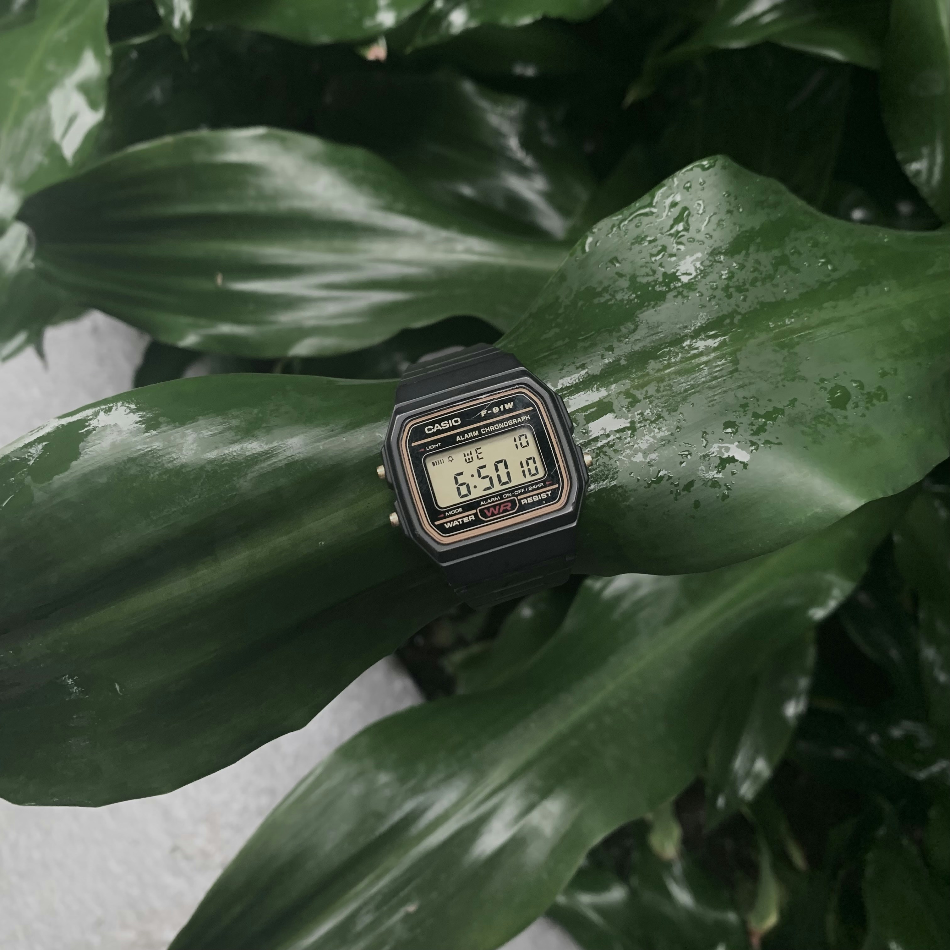 Casio F-91W classic digital watch on a leaf