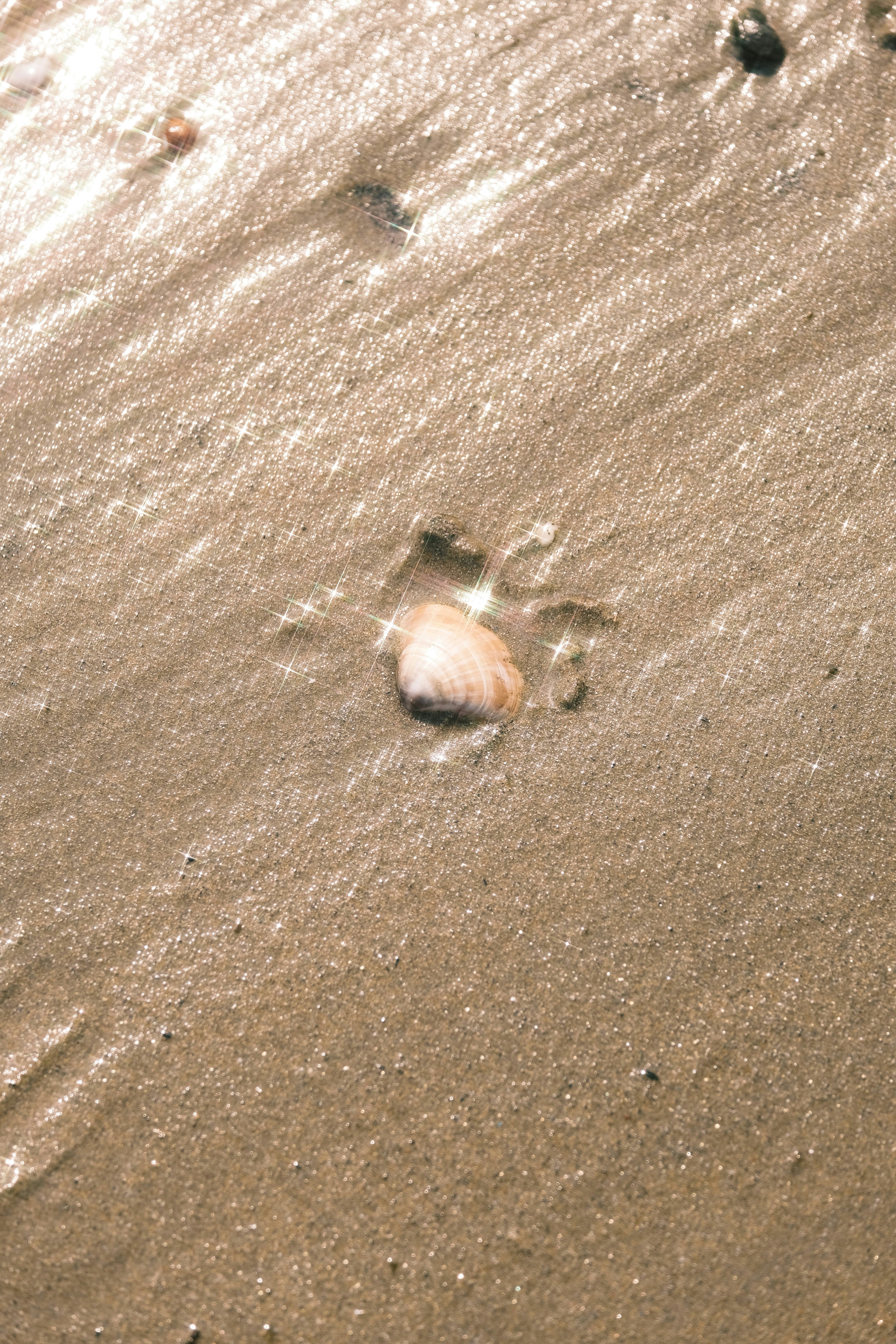a group of small animals on the sand