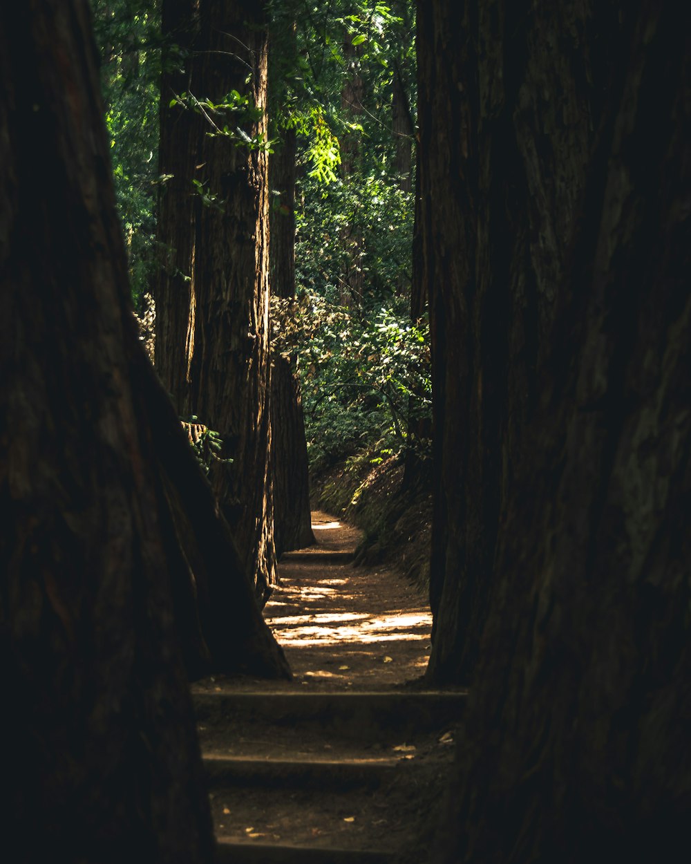 a path through a forest