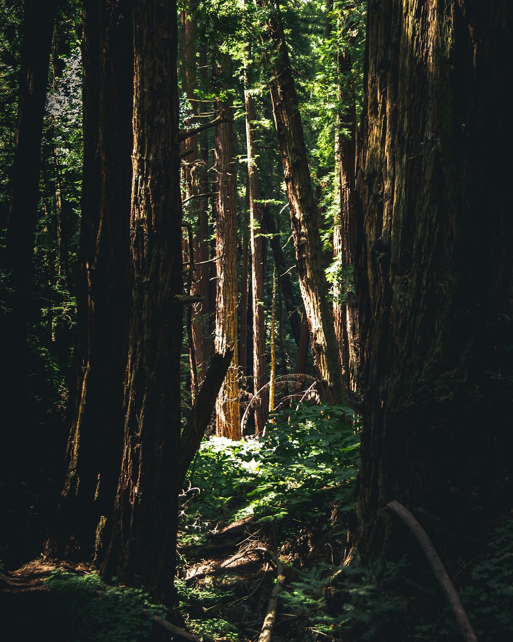 una foresta con alberi