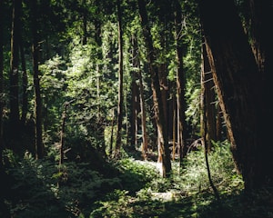 A dense forest canopy with sunlight filtering through, home to diverse wildlife.