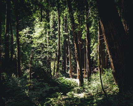 A dense forest canopy with sunlight filtering through, home to diverse wildlife.