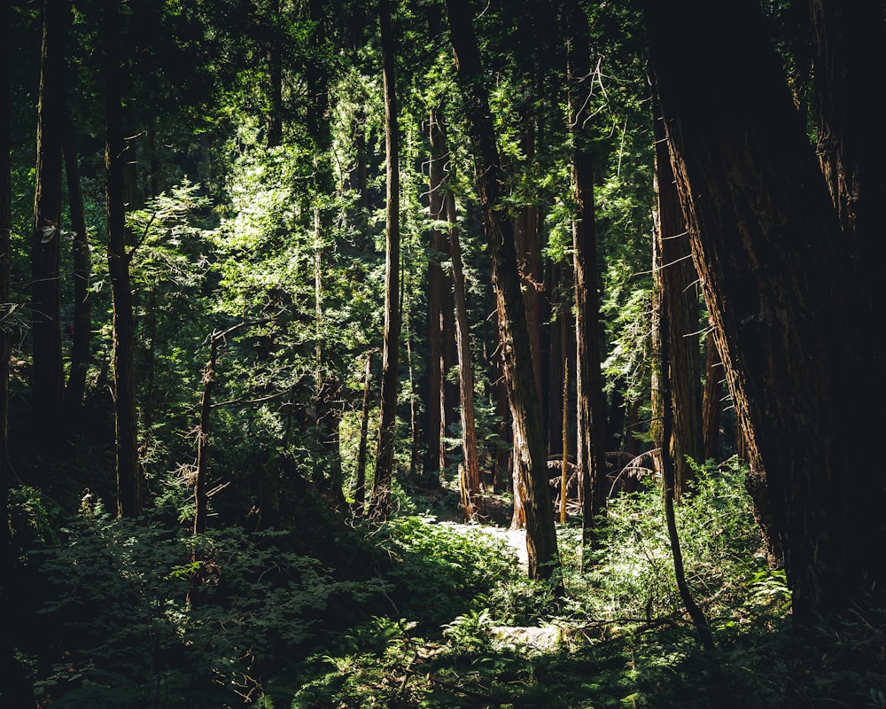 a forest with trees